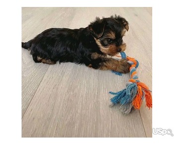 PLAYFUL YORKIE PUPPIES FOR YOU