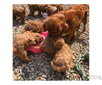 Adopt Cavapoo puppy.WhatsApp at +40729247878