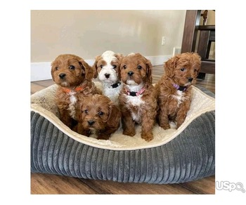 Adopt Cavapoo puppy.WhatsApp at +40729247878