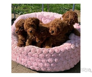 Cute Poodle Puppies for Adoption