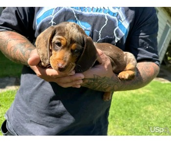 beautiful Dachshund puppies