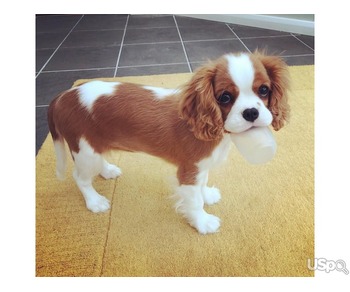 Cavaliers king Charles