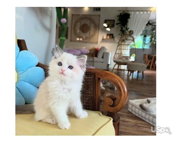 Lovely Ragdoll available for purchase.