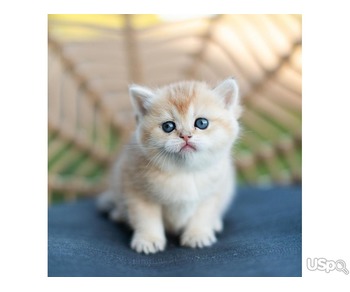 Super Scottish fold Kittens for sale