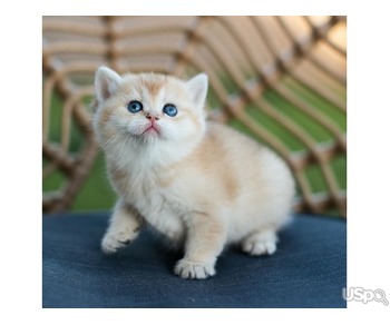 Super Scottish fold Kittens for sale