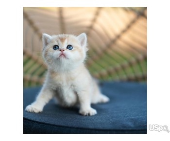 Super Scottish fold Kittens for sale