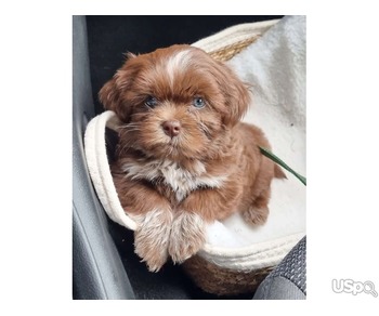 MALE MORKIE PUPPY AVAILBLE