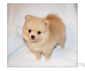 Beautiful Teacup Pomeranian Puppies