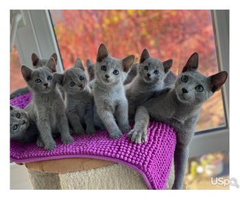 Young Russian blue kitten ready