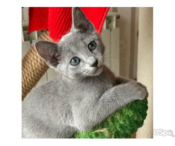 Young Russian blue kitten ready