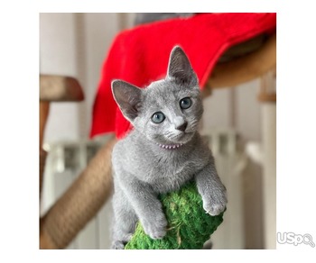 Young Russian blue kitten ready