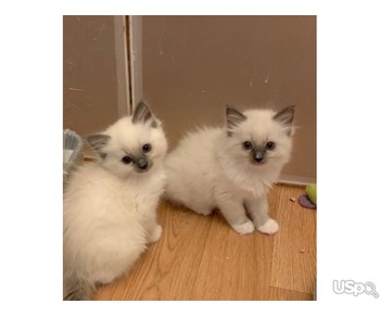 Ragdoll kittens ready for new home