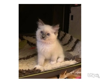 Ragdoll kittens ready for new home