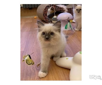 Ragdoll kittens ready for new home