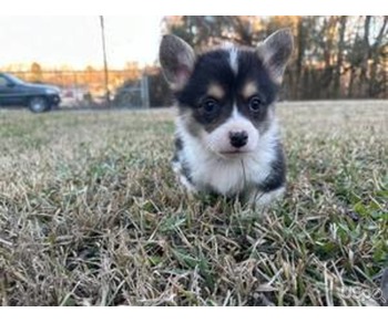 M/F Blue eyes siberian husky puppies