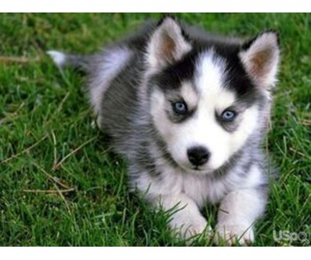 M/F Blue eyes siberian husky puppies