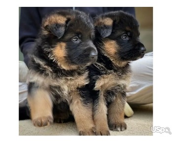 Super Cute and Adorable German Shepherd puppies