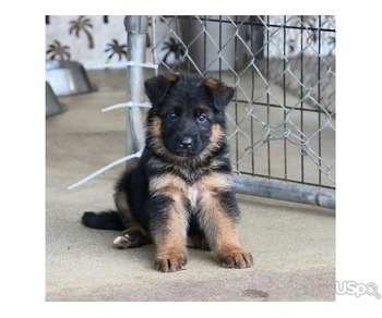 Super Cute and Adorable German Shepherd puppies