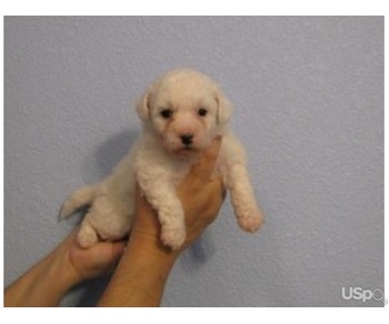 Fun Loving Bichon Frise Puppies For Re-Homing.