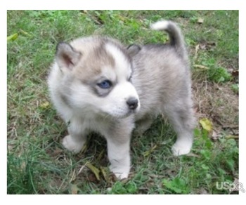 Fantastic Siberian Husky puppies for adoption