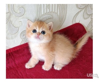 British Shorthair Female