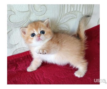 British Shorthair Female