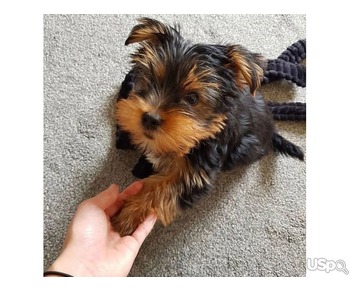 Yorkshire Terrier Puppies...text me on :+12097835681