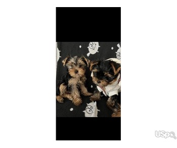 Yorkshire Terrier Puppies...text me on :+12097835681