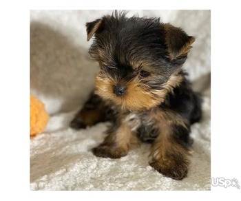 Yorkshire Terrier Puppies...text me on :+12097835681