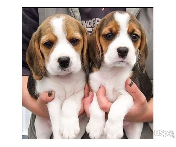 Beautiful Beagle Puppies...text me on :+12097835681