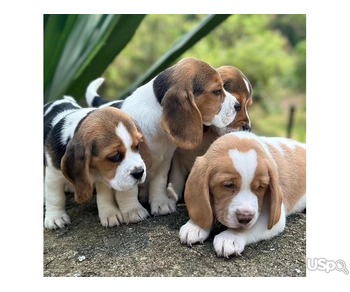 Beautiful Beagle Puppies...text me on :+12097835681