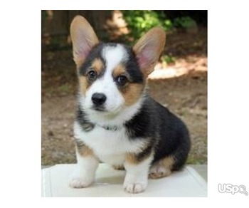 Sweet Male and female Pembroke Welsh Corgi Puppies