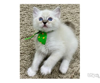 Великолепные котята Gccf Ragdoll...напишите мне на номер: +12097835681