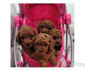 Beautiful Red Toy Poodle Puppies