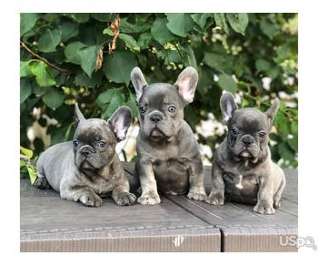 Adorable French Bulldog puppies for sale