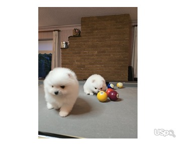 White Pomeranian puppies ready for adoption