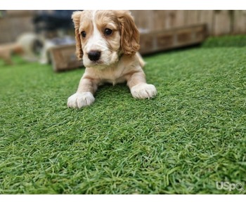 Boys cavapoos puppies for sale