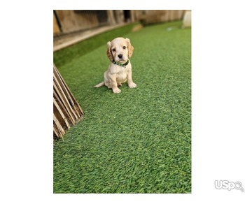 Boys cavapoos puppies for sale