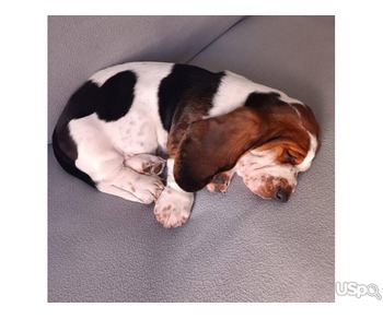 Bassethound puppies for sale