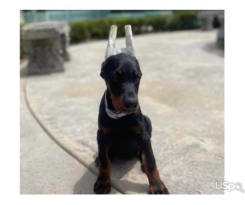 Doberman Pinscher Pup Available Now.