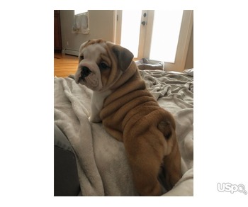 English bulldog for sale