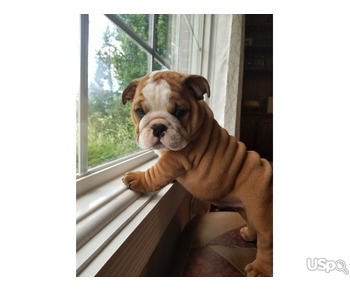 English bulldog for sale