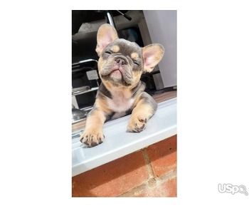 SUPPER CUTE FRENCH BULLDOG FOR SALE