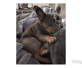 SUPPER CUTE FRENCH BULLDOG FOR SALE