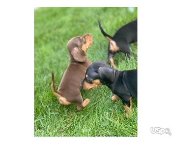 Sweet daschund puppies available