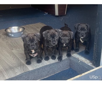 Staffordshire bull terrier puppies