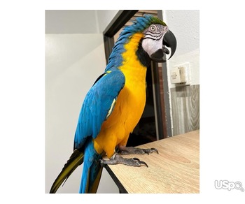 Two macaw parrot babies for sale