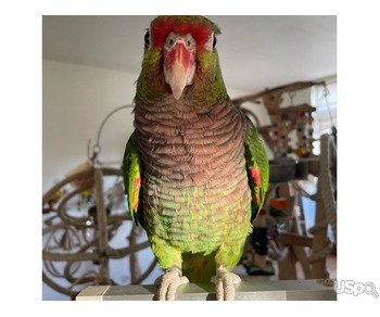 2 Green Cheek Conures parrots for sale