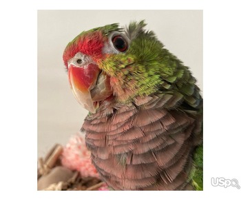 2 Green Cheek Conures parrots for sale