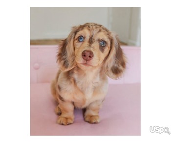 FEMALE DACHSHUND PUPPY